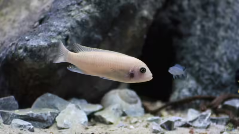 Besatz im Aquarium Mbuna Mumbo Island by Lukas von LukW124 (18)