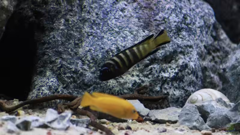 Besatz im Aquarium Mbuna Mumbo Island by Lukas von LukW124 (20)