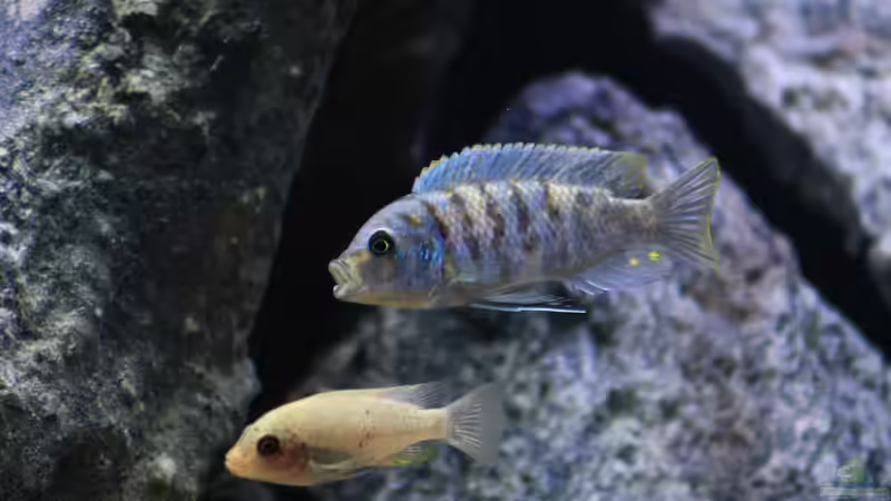 Besatz im Aquarium Mbuna Mumbo Island by Lukas von LukW124 (21)