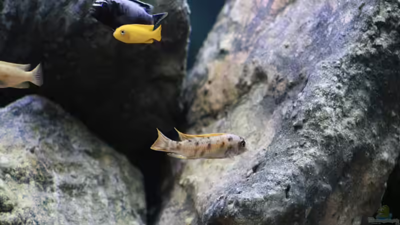 Besatz im Aquarium Mbuna Mumbo Island by Lukas von LukW124 (22)