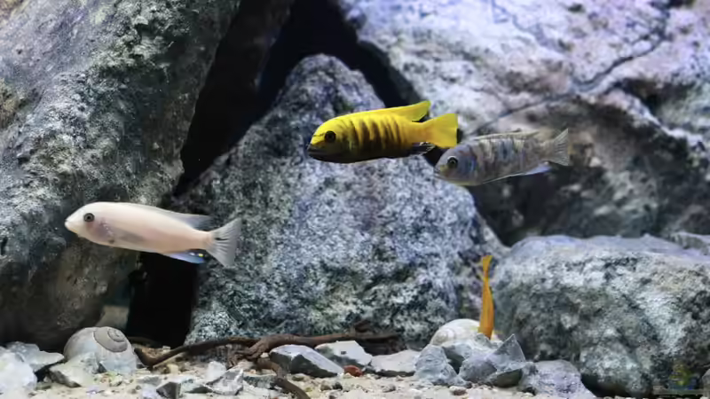 Besatz im Aquarium Mbuna Mumbo Island by Lukas von LukW124 (23)