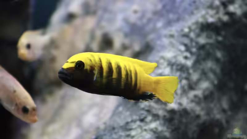 Besatz im Aquarium Mbuna Mumbo Island by Lukas von LukW124 (24)