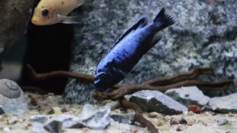 Besatz im Aquarium Mbuna Mumbo Island by Lukas von LukW124 (25)