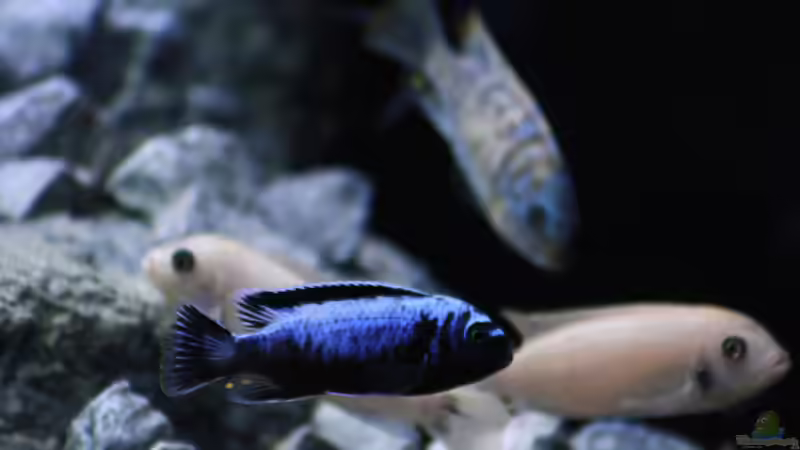 Besatz im Aquarium Mbuna Mumbo Island by Lukas von LukW124 (26)