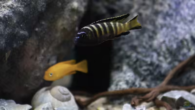 Besatz im Aquarium Mbuna Mumbo Island by Lukas von LukW124 (27)
