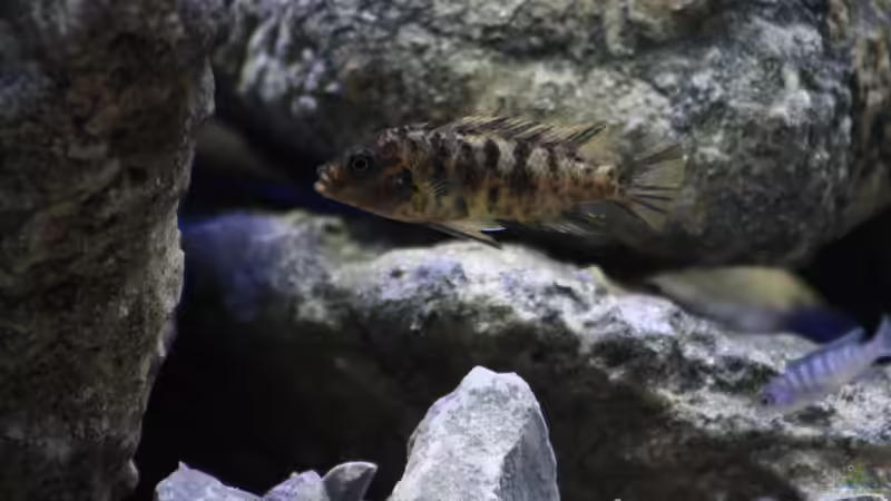 Besatz im Aquarium Mbuna Mumbo Island by Lukas von LukW124 (28)