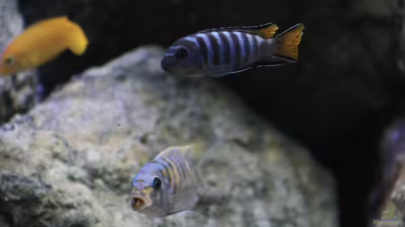 Besatz im Aquarium Mbuna Mumbo Island by Lukas von LukW124 (29)
