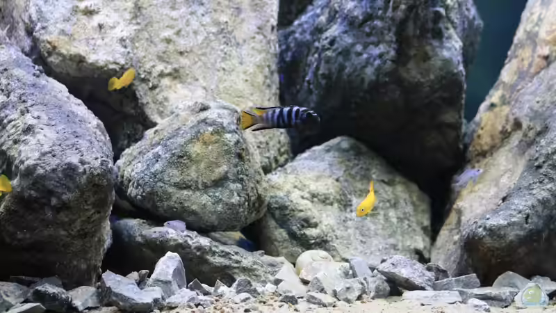 Besatz im Aquarium Mbuna Mumbo Island by Lukas von LukW124 (30)