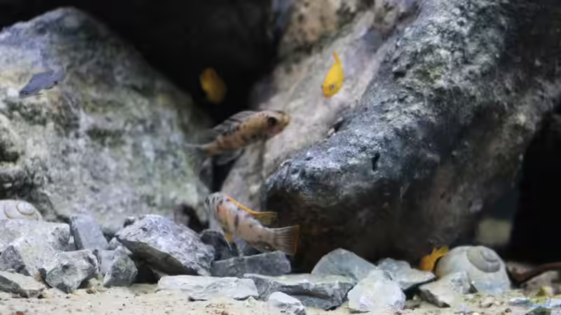 Besatz im Aquarium Mbuna Mumbo Island by Lukas von LukW124 (31)