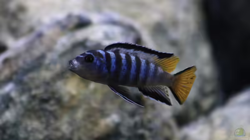 Besatz im Aquarium Mbuna Mumbo Island by Lukas von LukW124 (32)