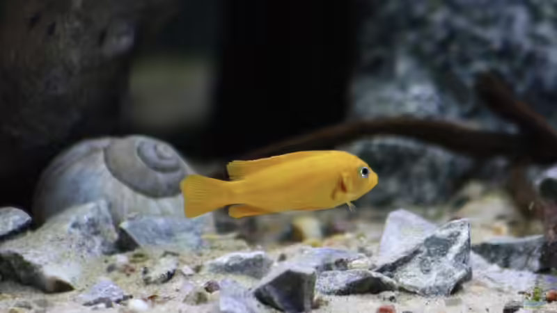 Besatz im Aquarium Mbuna Mumbo Island by Lukas von LukW124 (33)