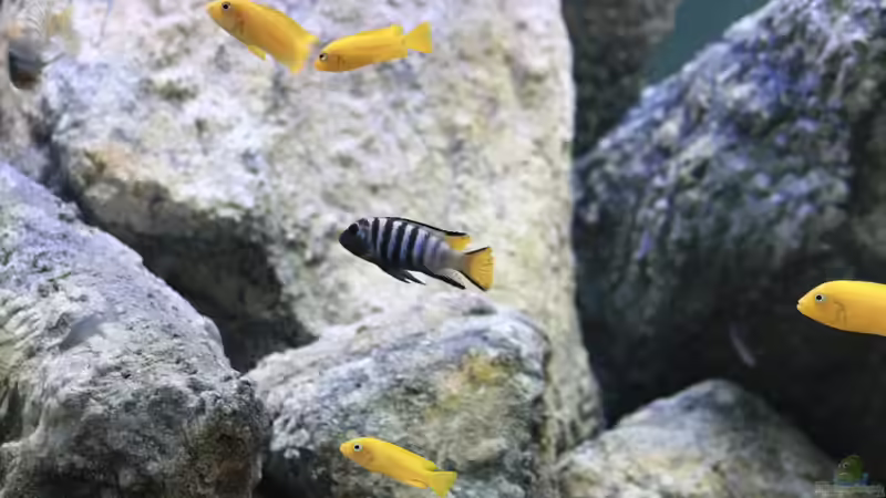 Besatz im Aquarium Mbuna Mumbo Island by Lukas von LukW124 (34)