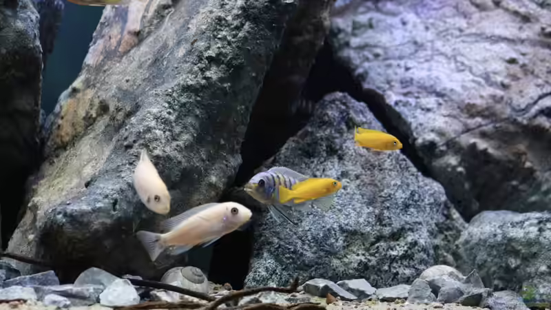 Besatz im Aquarium Mbuna Mumbo Island by Lukas von LukW124 (35)