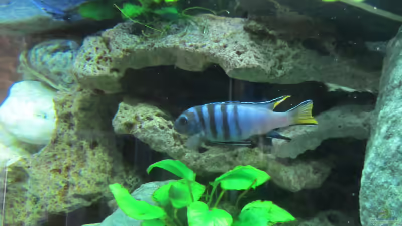Besatz im Aquarium mbuna-place von Mbuna (26)