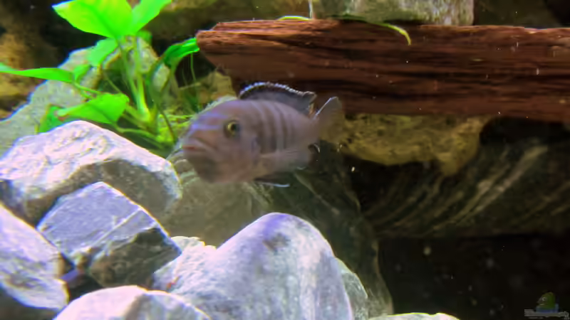 Besatz im Aquarium mbuna-place von Mbuna (27)