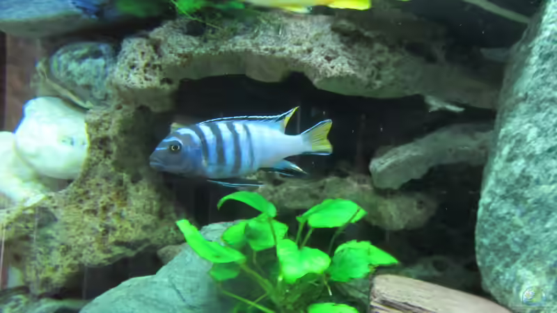 Besatz im Aquarium mbuna-place von Mbuna (28)