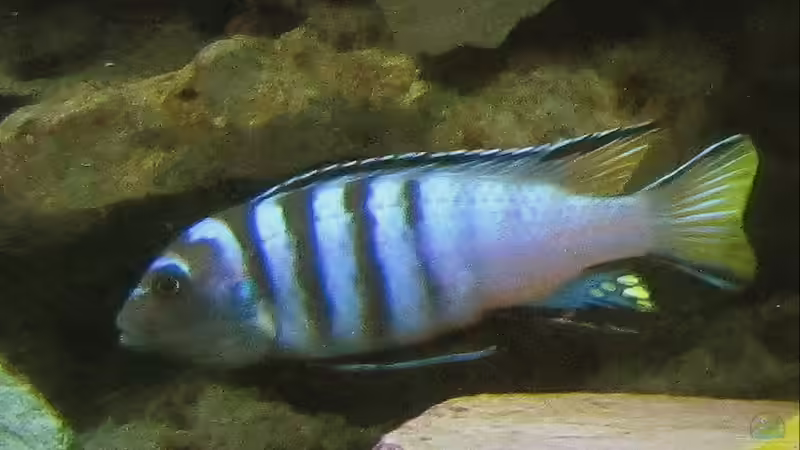 Besatz im Aquarium mbuna-place von Mbuna (29)