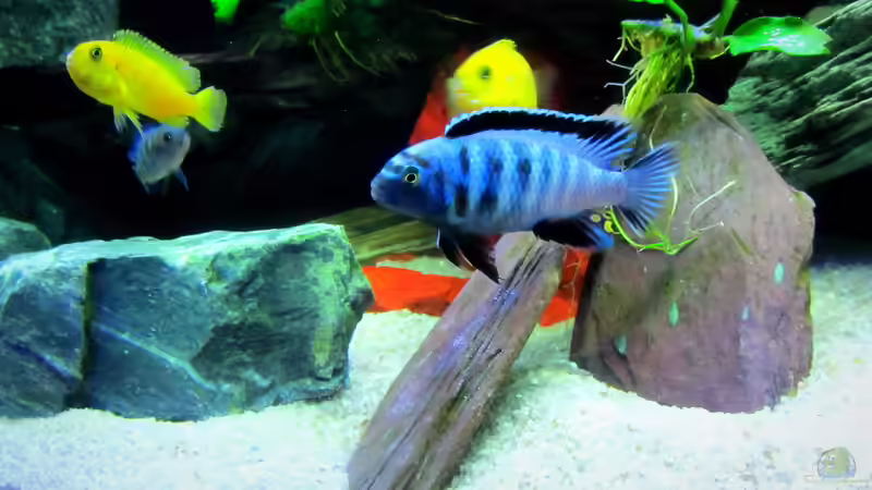 Besatz im Aquarium mbuna-place von Mbuna (32)