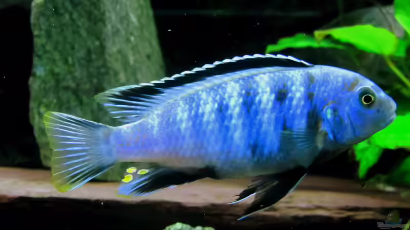 Besatz im Aquarium mbuna-place von Mbuna (36)