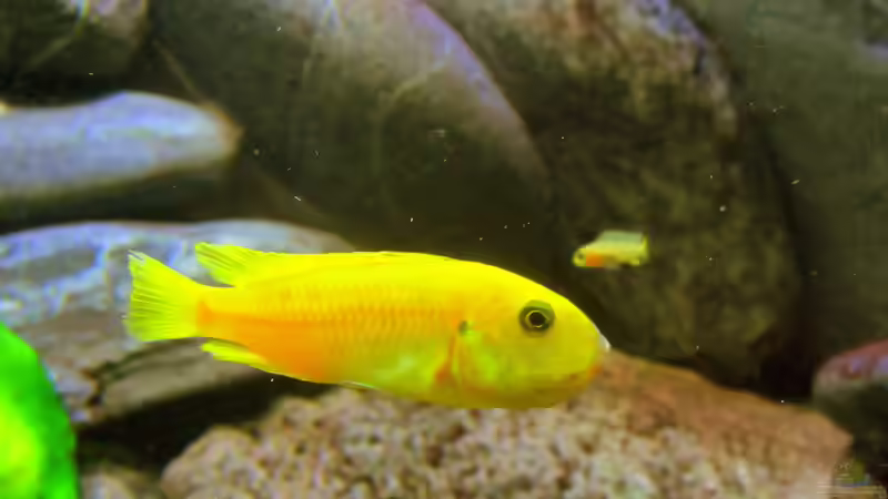 Besatz im Aquarium mbuna-place von Mbuna (37)