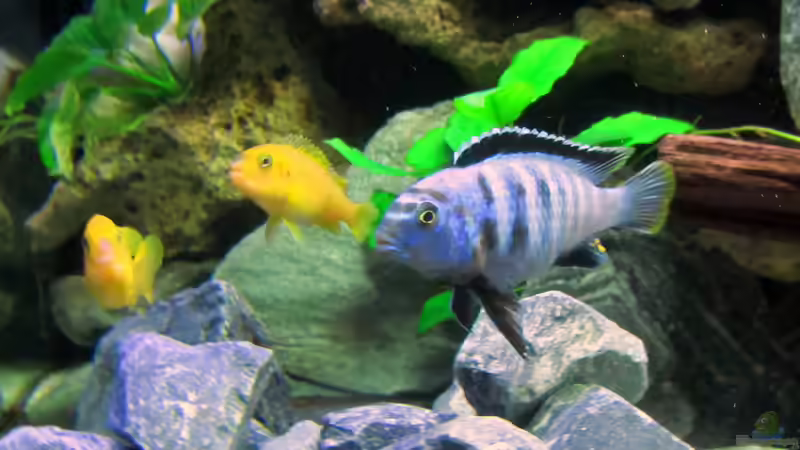 Besatz im Aquarium mbuna-place von Mbuna (38)