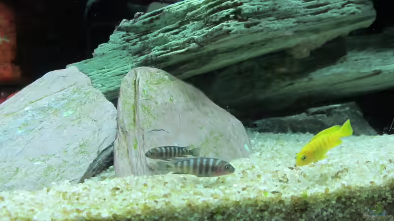 Besatz im Aquarium mbuna-place von Mbuna (40)