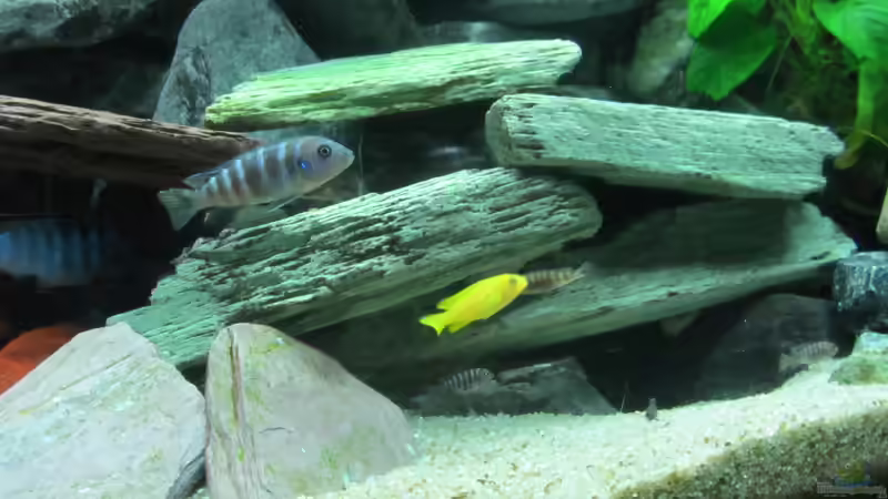 Besatz im Aquarium mbuna-place von Mbuna (41)