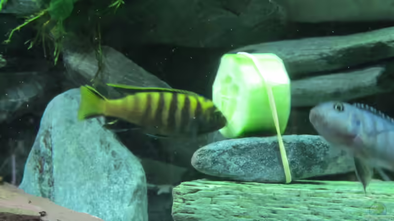 Besatz im Aquarium mbuna-place von Mbuna (43)