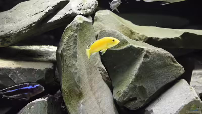 Besatz im Aquarium Mbuna Raumteiler von Mazdeur (13)
