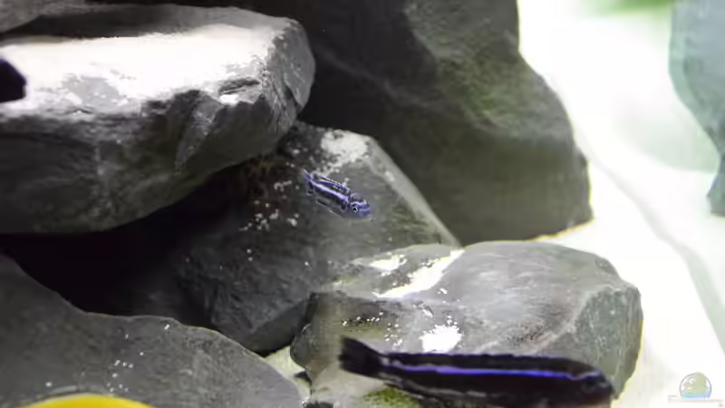 Besatz im Aquarium Mbuna Raumteiler von Mazdeur (16)