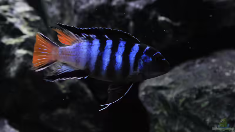 Besatz im Aquarium Mbuna reef von Mbuna_Memo (26)