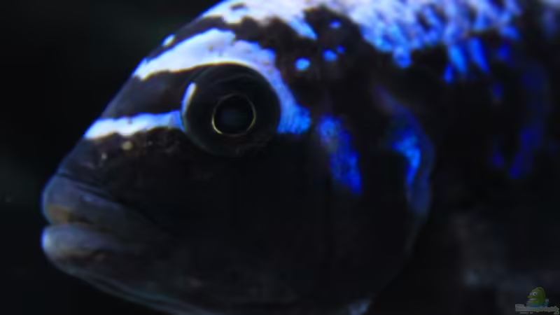 Besatz im Aquarium Mbuna reef von Mbuna_Memo (28)