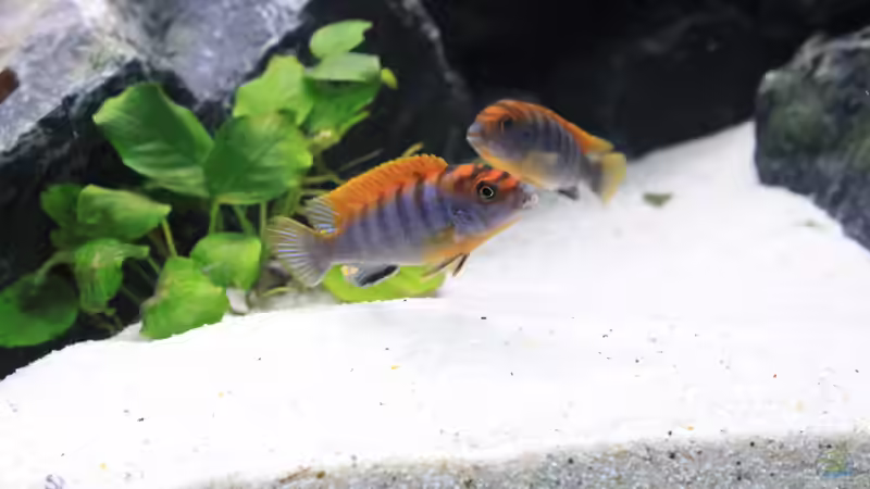 Besatz im Aquarium Mbuna reef von Mbuna_Memo (29)