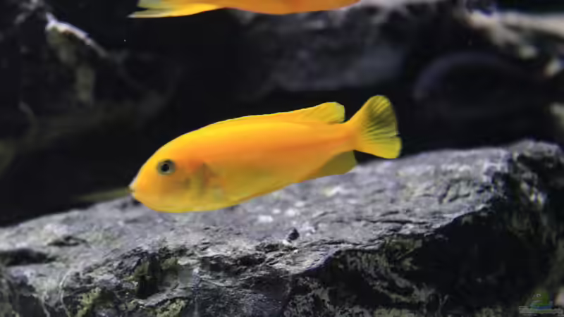 Besatz im Aquarium Mbuna reef von Mbuna_Memo (30)