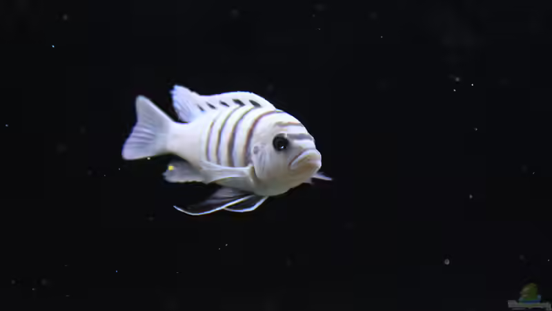 Besatz im Aquarium Mbuna reef von Mbuna_Memo (31)