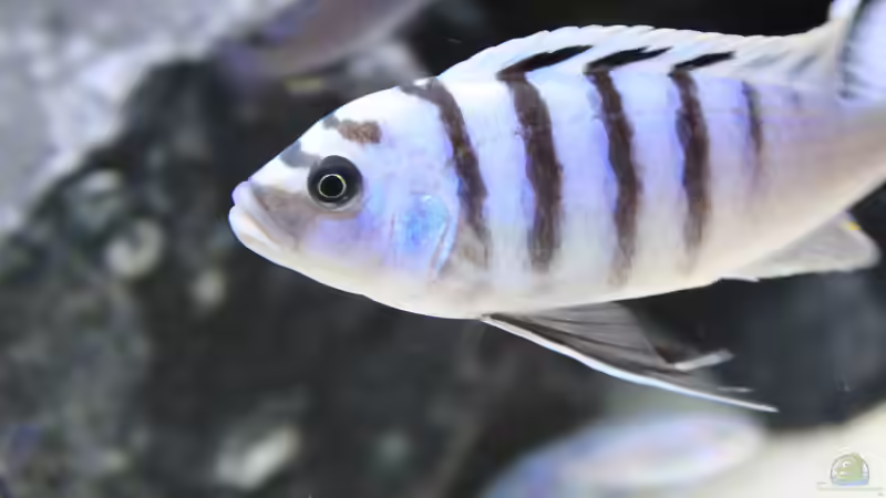 Besatz im Aquarium Mbuna reef von Mbuna_Memo (32)