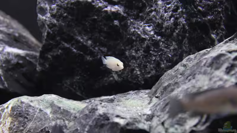 Besatz im Aquarium Mbuna reef von Mbuna_Memo (33)