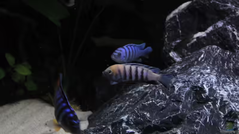 Besatz im Aquarium Mbuna reef von Mbuna_Memo (34)