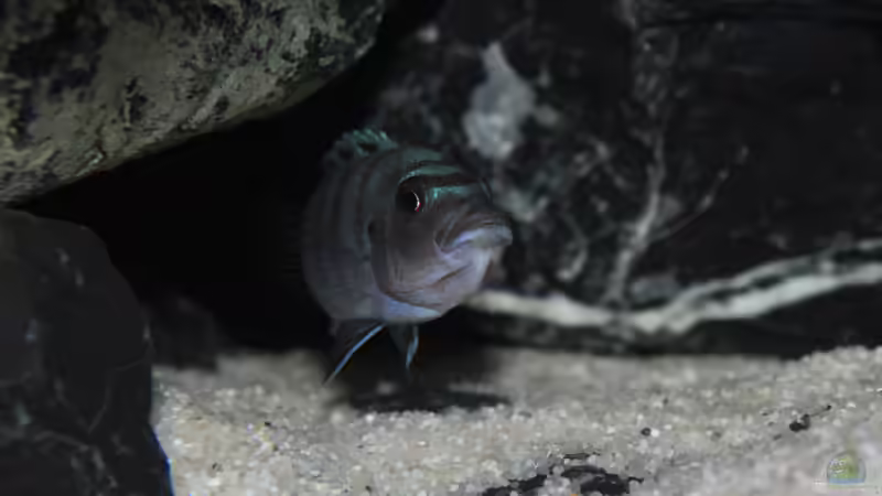 Besatz im Aquarium Mbuna reef von Mbuna_Memo (36)