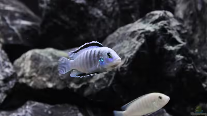 Besatz im Aquarium Mbuna reef von Mbuna_Memo (37)