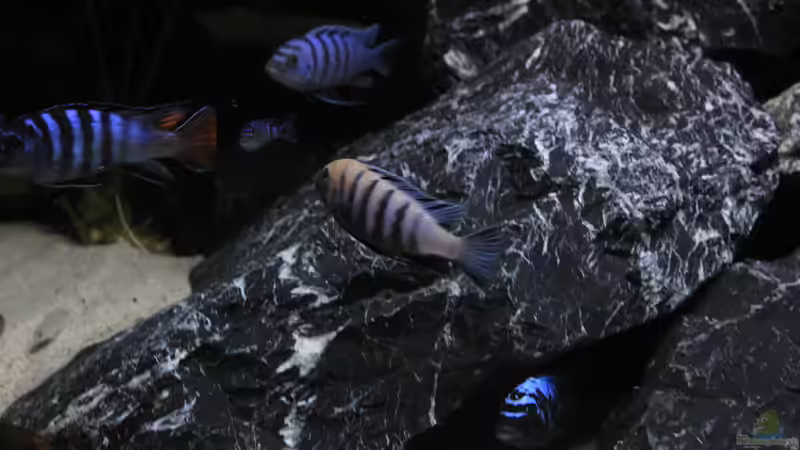 Besatz im Aquarium Mbuna reef von Mbuna_Memo (38)