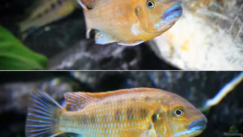 Besatz im Aquarium Mbuna reef von Mbuna_Memo (40)