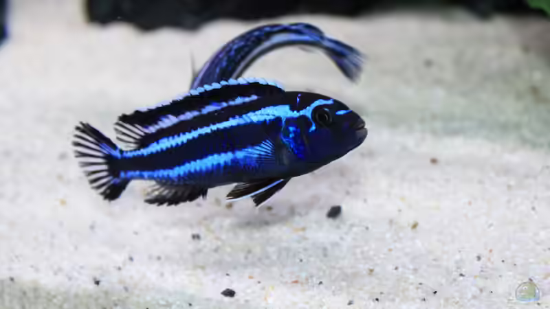 Besatz im Aquarium Mbuna reef von Mbuna_Memo (42)