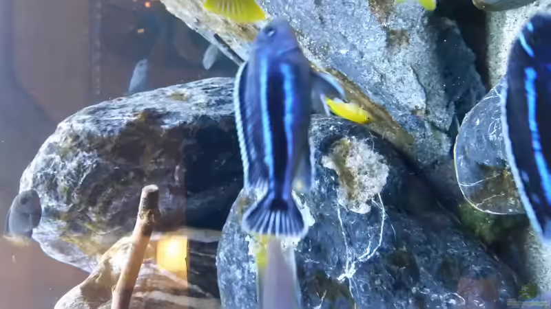 Besatz im Aquarium Mbuna Resort von Volker Nause (10)