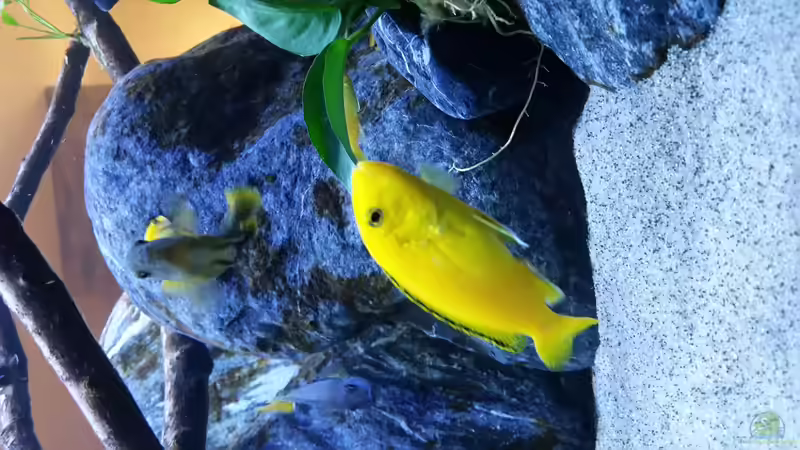 Besatz im Aquarium Mbuna Resort von Volker Nause (11)