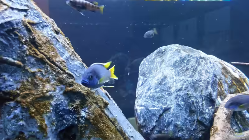 Besatz im Aquarium Mbuna Resort von Volker Nause (12)