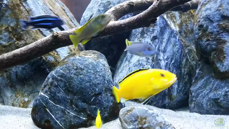 Besatz im Aquarium Mbuna Resort von Volker Nause (13)