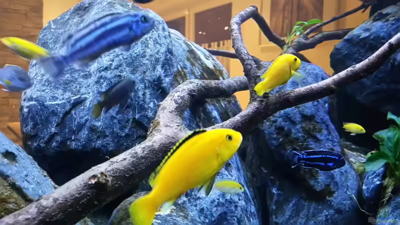 Besatz im Aquarium Mbuna Resort von Volker Nause (14)