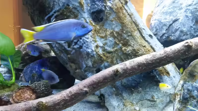 Besatz im Aquarium Mbuna Resort von Volker Nause (15)