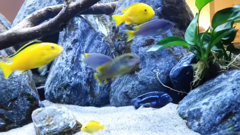 Besatz im Aquarium Mbuna Resort von Volker Nause (16)